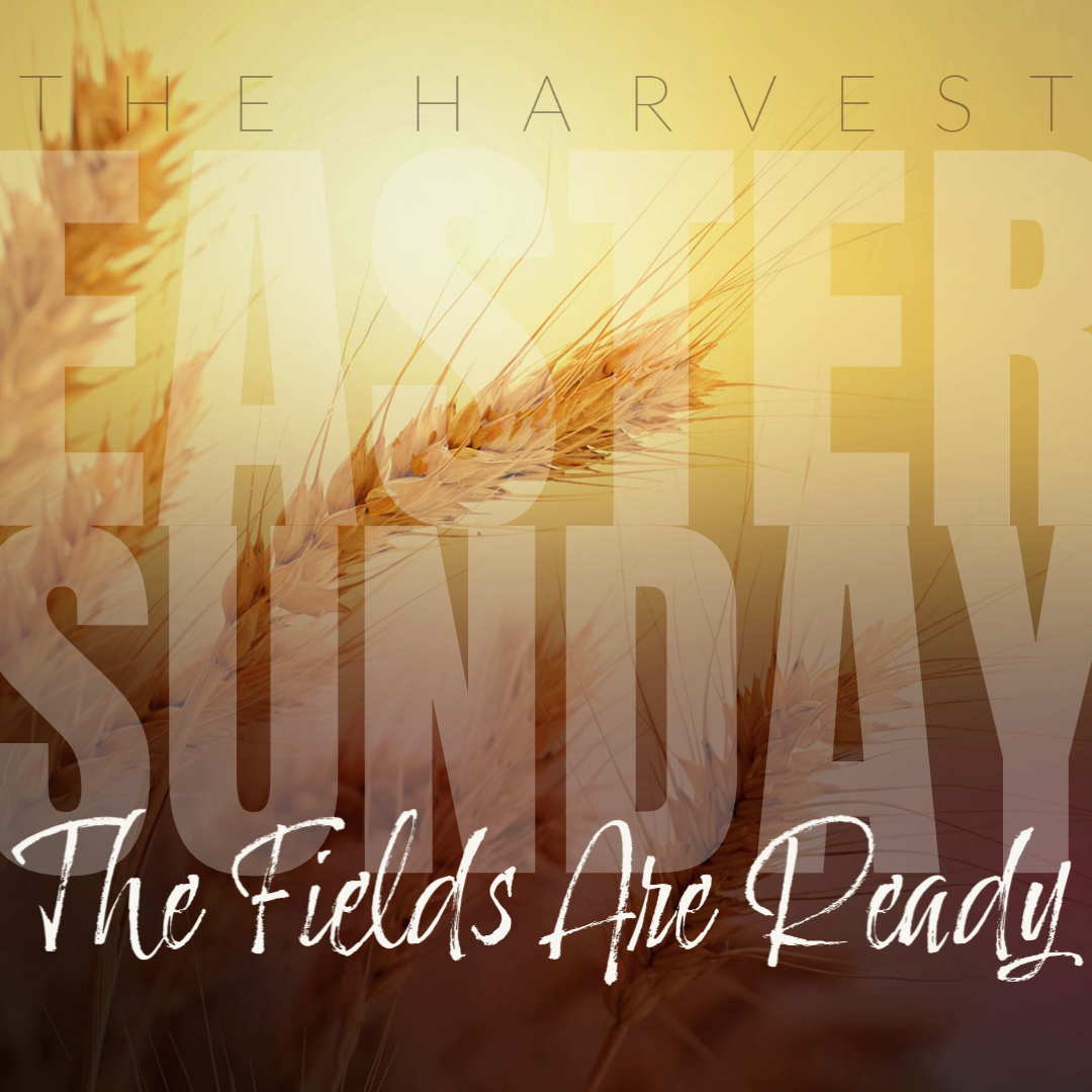 The Harvest: The Fields Are Ready (Easter Sunday)